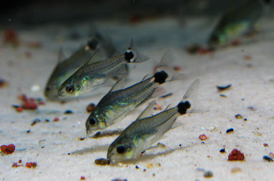 Tail-Spot Pygmy Cory