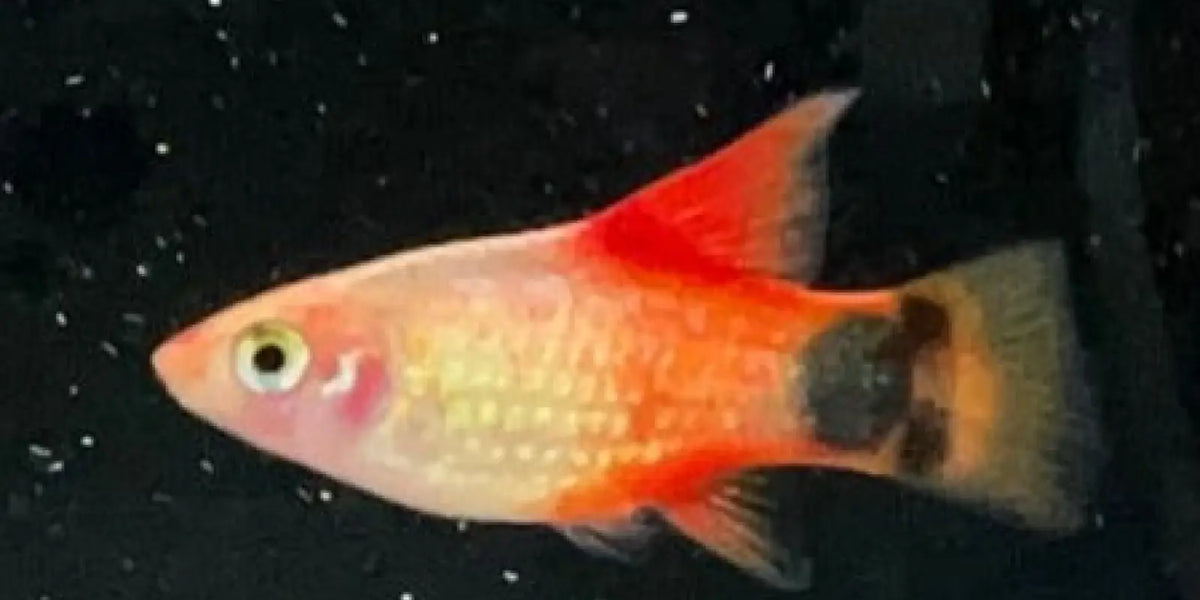 Topick Aquarium - High-fin Sunset Mickey Mouse Platy