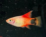 High-fin sunset mickey mouse platy - livestock