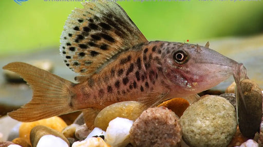 Hognosed brochis - animals & pet supplies