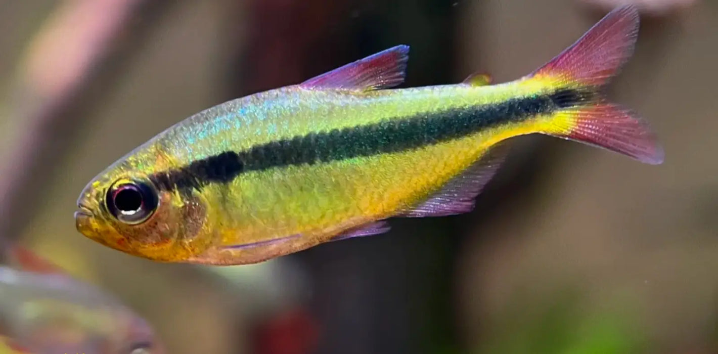 Yellow lapis tetra - 1 fish - livestock