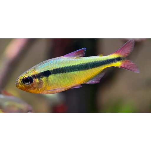 Hyphessobrycon cf. Melanostichos ’yellow’ - single fish