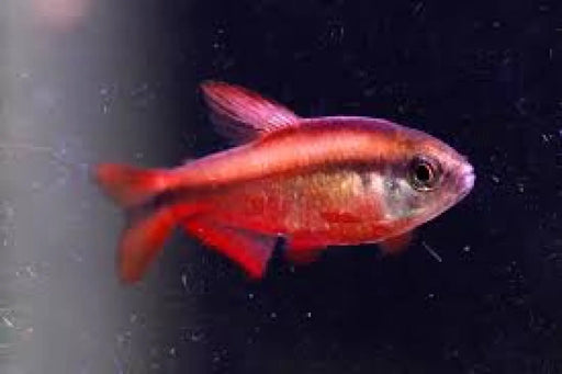 Red notidanos tetra - 1 fish - livestock