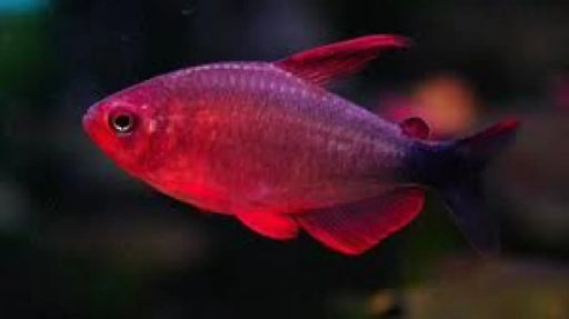 Peugeoti tetra - 1 fish - livestock