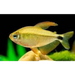 Hyphessobrycon procyon - 1 fish livestock