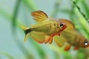 Procyon tetra - 1 fish - livestock