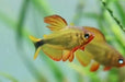Procyon tetra - 1 fish - livestock