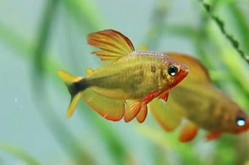 Procyon tetra - 1 fish - livestock