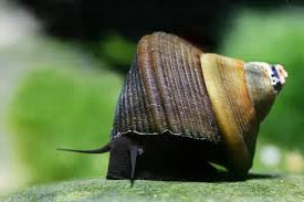 Triangle Rabbit Snail