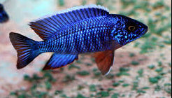Cobue Peacock (Aulonocara stuartgranti "Cobue")