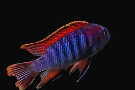 Chilumba Tropheops Mbuna (Tropheops sp. "Chilumba")