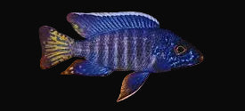 Chilumba Peacock (Aulonocara stuartgranti "Chilumba")