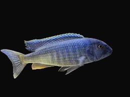 Spectabilis Hap (Buccochromis spectabilis)