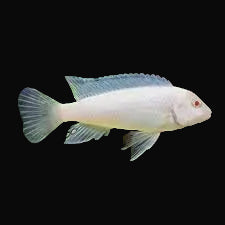 Snow Mbuna (Pseudotropheus sp. "Snow")