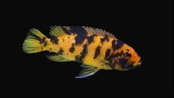OB Red Zebra Cichlid (Maylandia estherae "OB")