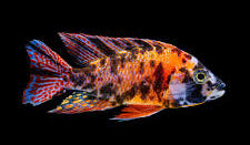 OB Peacock (Aulonocara sp. "OB Peacock")