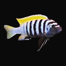 Jalo Reef Mbuna (Cynotilapia zebroides "Jalo Reef")