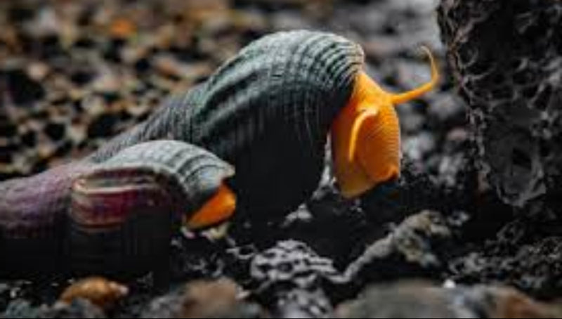 Orange Poso Rabbit Snail