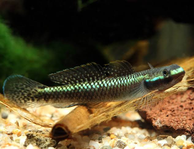Black Kumpay Stiphodon Goby (Stiphodon atropurpureus)