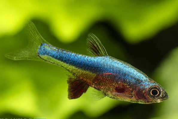 Blue Neon Rasbora