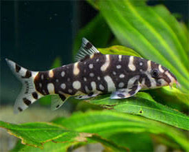 Polka Dot Kubotai Loach