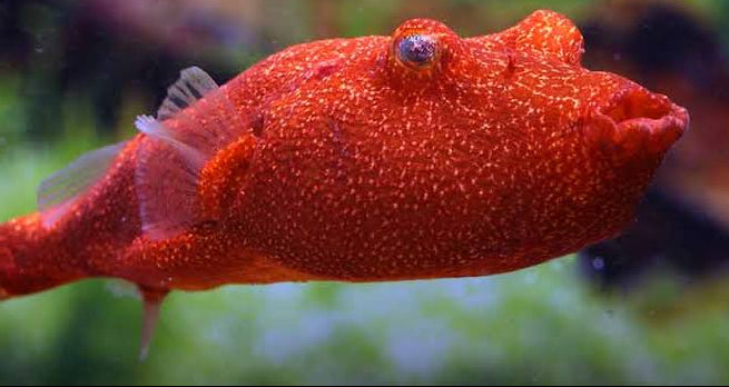 Red Congo Puffer (Tetraodon miurus)