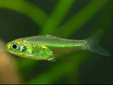 Neon Green Rasbora - Topick Aquarium Canada