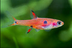 Dwarf Rasbora - Topick Aquarium Canada