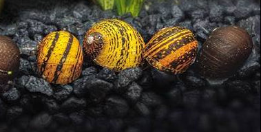 O-Ring Nerite Snail