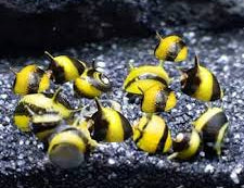 Bumblebee Horned Nerite Snail