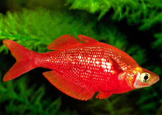 Red Rainbowfish (Glossolepis incisa)