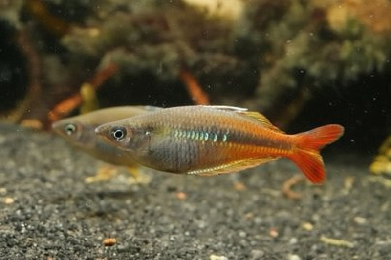 Upper Tor River Rainbowfish (Chilatherina sp. “Upper Tor River”)
