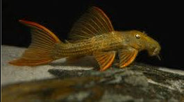 L024 Redfin Cactus Pleco - Small (~5 cm) - Topick Aquarium