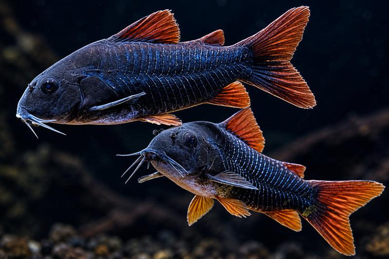Venezuela Black Corydoras