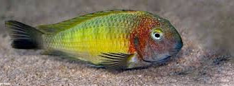 Linangu Yellow Tropheus (Tropheus moorii "Linangu Yellow")