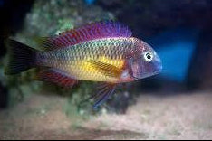 Red Rainbow Tropheus (Tropheus moorii "Kasanga")