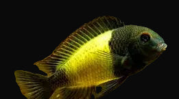 Ikola Tropheus (Tropheus sp. "Ikola")