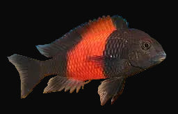 Black Pemba Tropheus (Tropheus sp. "Black Pemba")