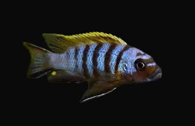 Zebra Long Pelvic Mbuna (Pseudotropheus sp. "Zebra Long Pelvic")