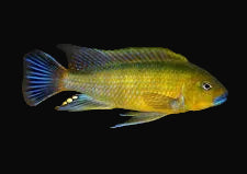 Williamsi North Mbuna (Pseudotropheus sp. "Williamsi North")