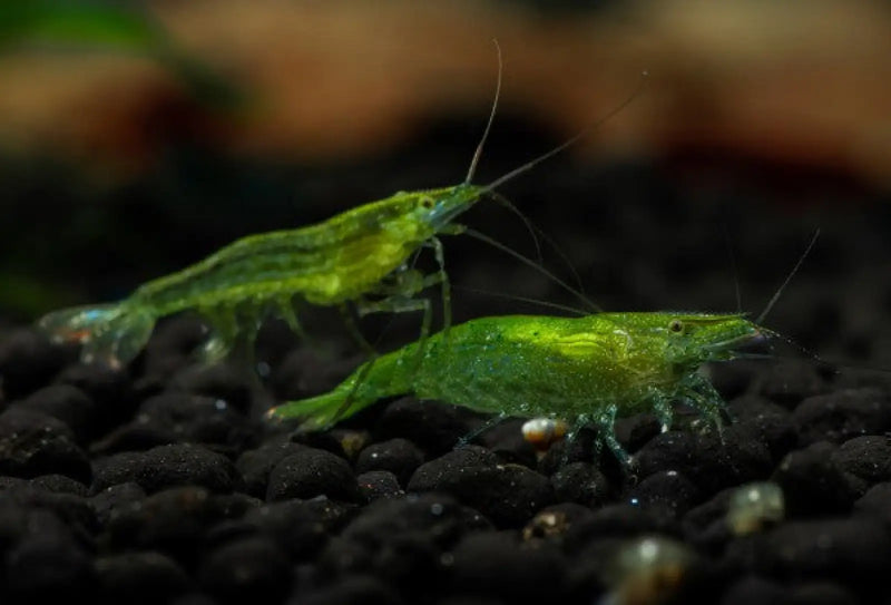 Indian green shrimp - 1 - livestock