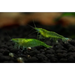 Indian green shrimp - livestock