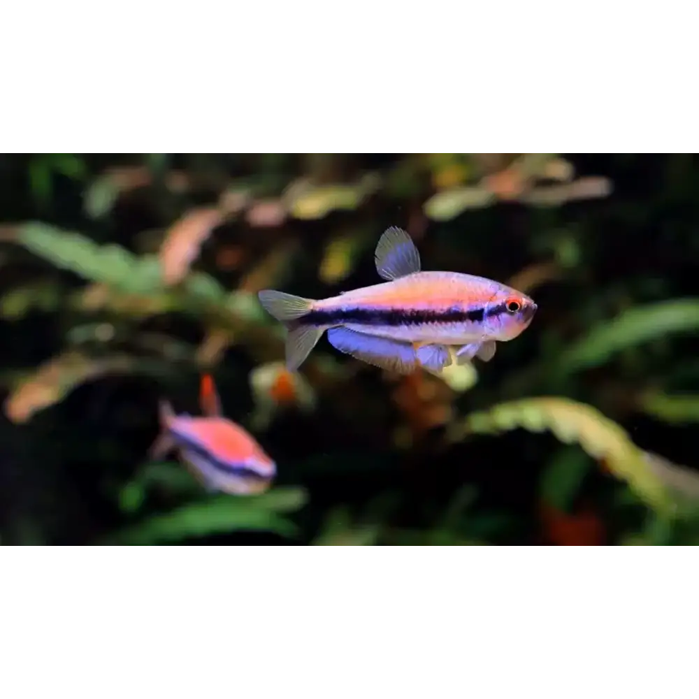 Inpaichthys cf. Kerri tetra - 1 fish - livestock