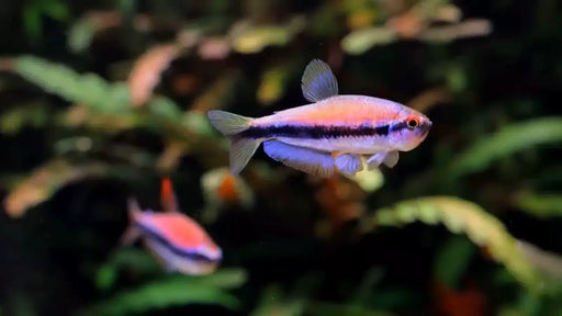 Kerri tetra - 1 fish - livestock