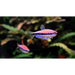 Inpaichthys cf. Kerri tetra - 1 fish - livestock