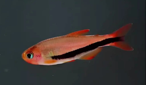 Black arrow tetra - 1 fish - livestock