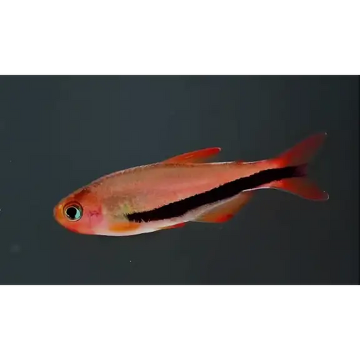 Inpaichthys sp. ’black arrow’ - livestock