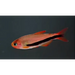 Inpaichthys sp. ’black arrow’ - livestock