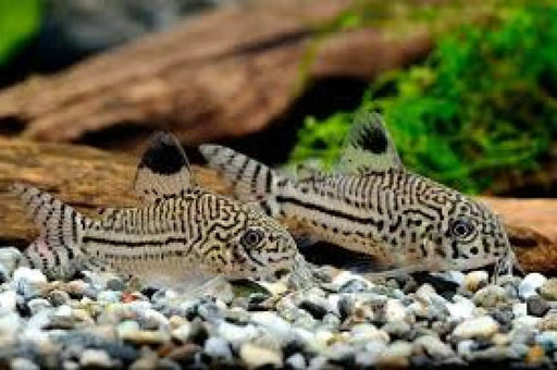 Julii cory - animals & pet supplies