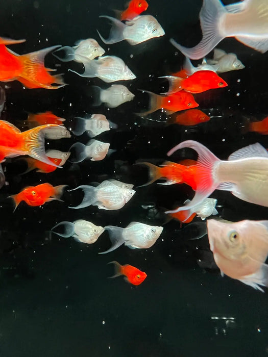 Jumbo balloon molly - livestock